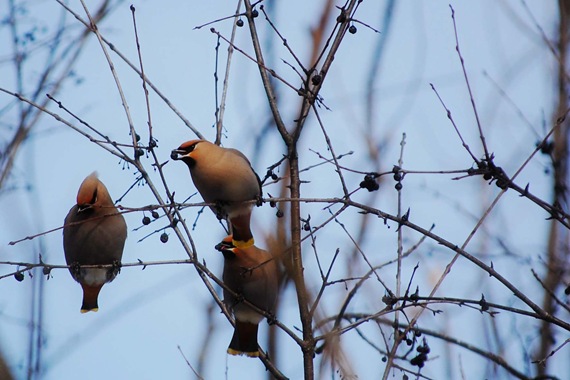 [cedar waxwing berries[2].jpg]
