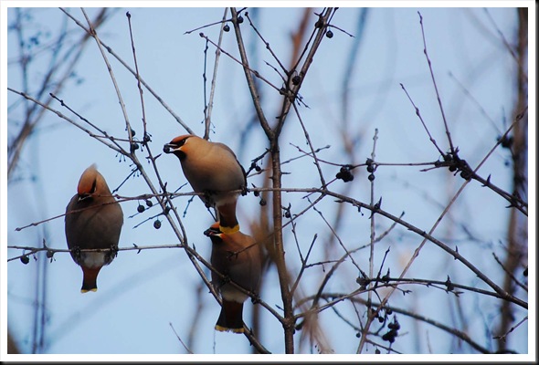 cedar waxwing berries