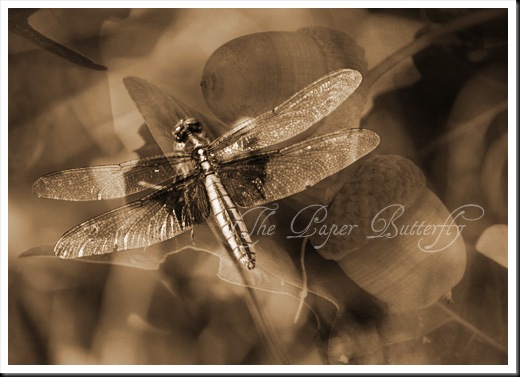DRAGONFLY ACORN SEPIA 57 WM