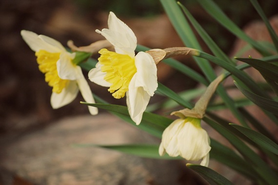 [yellow daffodils[2].jpg]
