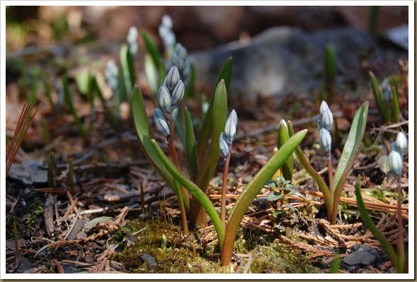tiny blue flowers
