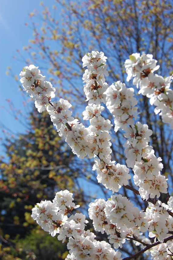 [cherry blossoms[6].jpg]