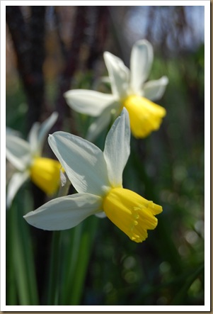 Daffodils