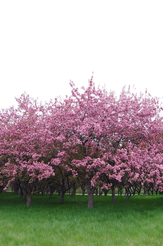 [Apple Blossom Trees2[5].jpg]