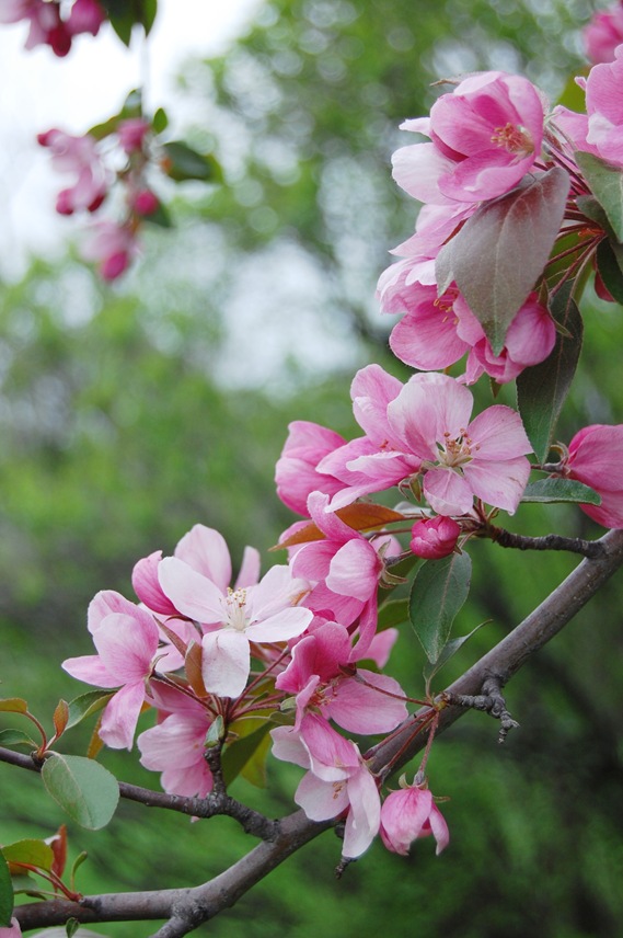 [Apple Blossom  Hanging Branch 2[7].jpg]