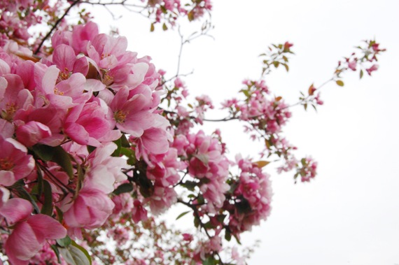 [Apple Blossom Branch Sky2[3].jpg]