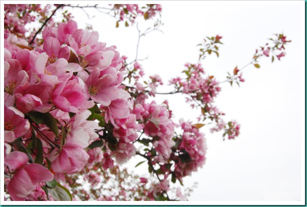 Apple Blossom Branch Sky2