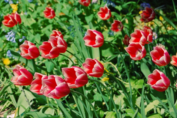 [Tulips Red[2].jpg]