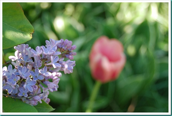 Lilac Tulip Behind