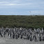 All of this greenery contains penguins. 400,000 of them. Note the evil oil company in the back ground.