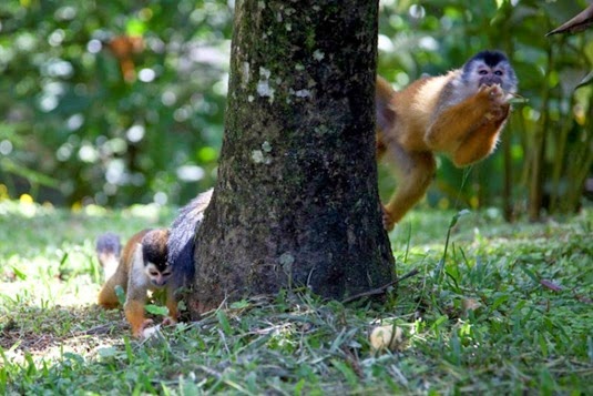 Lightning Bolt Surfing Costa Rica 032