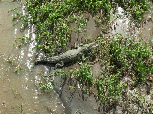 Lightning Bolt Surfing Costa Rica 03