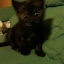 Yin the scaredy cat