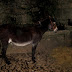 burro mirandês.JPG