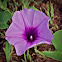 Woolly Morning Glory