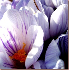 crocus9