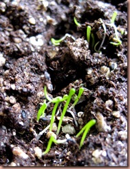 chiveseedlings