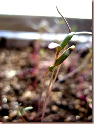 quinuoseedling