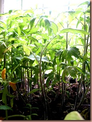 tomatoeseedlings3 tomatoeseedlings3