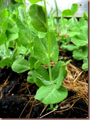 snowpeas