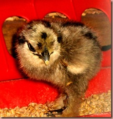 chick5 chick5