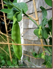 snowpeas2