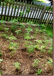 tomatoeplants