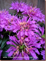 beebalm