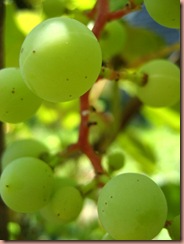 grapes2