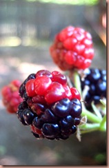 blackberries2