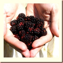 blackberrieshand