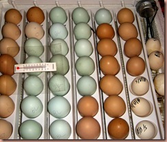 eggsinincubator eggsinincubator