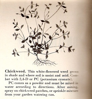 [chickweed[3].jpg]