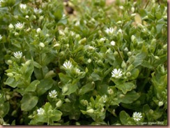 chickweed2