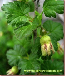 gooseberrybud