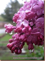 lilac1