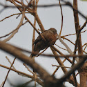 Zebra Dove