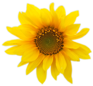 flower004 flower004