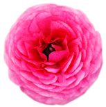 [flower005[4].png]