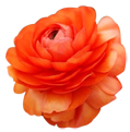 flower007 flower007