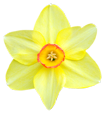 flower011 flower011