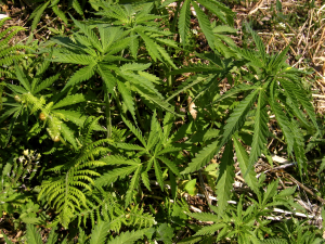 weed
