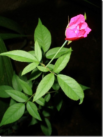 P6010009