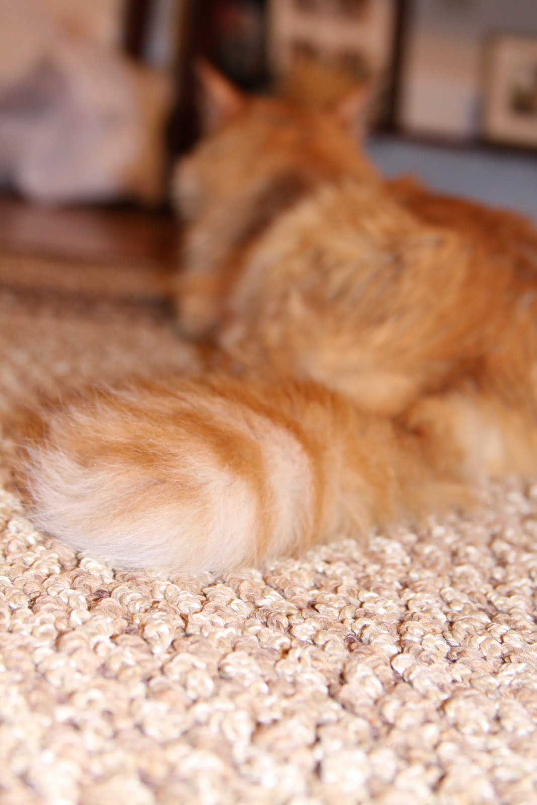 [Animals 156[2].jpg]