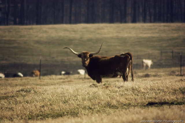 [steer[11].jpg]