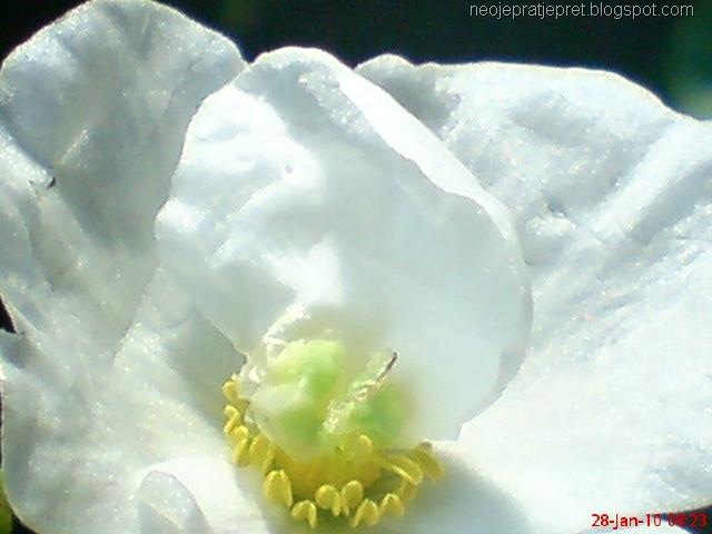 [bunga melati air berkelopak 4c.jpg]