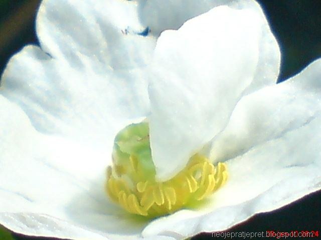 [bunga melati air berkelopak 4d.jpg]