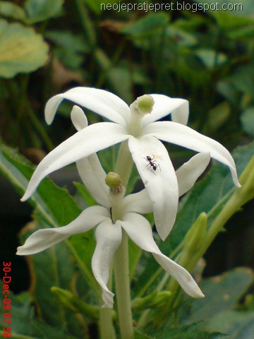 [isotomalongiflora276.jpg]