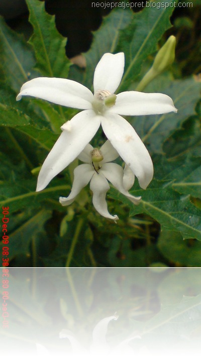isotoma longiflora 33