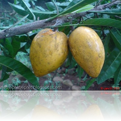 buah sawo garut 09 buah sawo garut 09